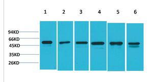 Smad3 Polyclonal Antibody