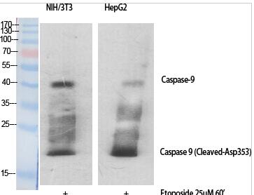 Cleaved-Caspase-9 (D353) Polyclonal Antibody
