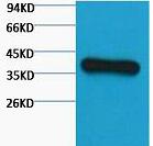 GAPDH Monoclonal Antibody