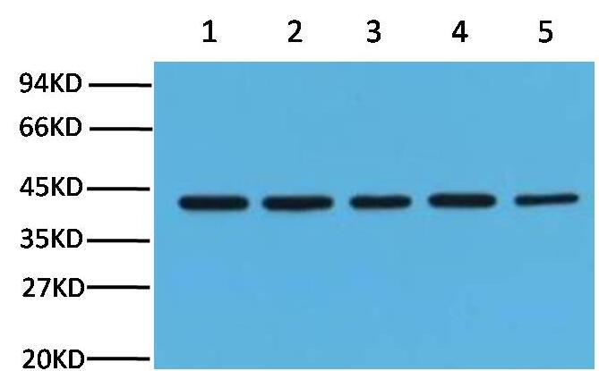 β-actin Monoclonal Antibody