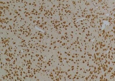 Kv10.1 Polyclonal Antibody