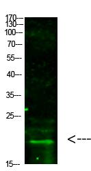 Histone H3 (Tri-Methyl-K5) Polyclonal Antibody