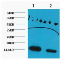 Histone H3 (Di Methyl Lys27) Monoclonal Antibody(3B12)