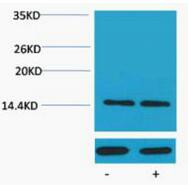 Histone H2A (Phospho Ser129) Polyclonal Antibody