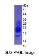Eukaryotic Interferon Gamma (IFNg)
