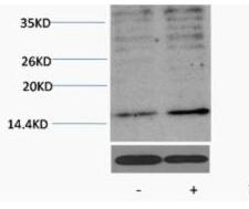 Histone H3 (Acetyl Lys23) Polyclonal Antibody