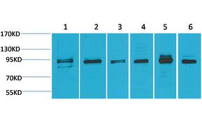 ERK 5 Polyclonal Antibody