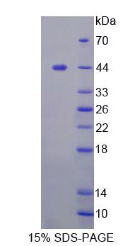 Recombinant F-Box Protein 3 (FBXO3)