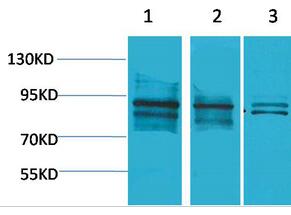 HIF-1β Polyclonal Antibody