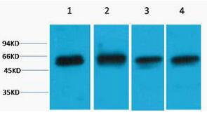 Akt3 Polyclonal Antibody