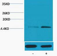 Histone H4 (Phospho Ser1) Polyclonal Antibody