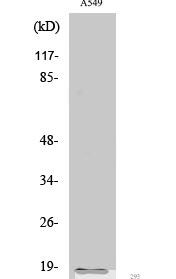 Cleaved-MMP-1 22k (F100) Polyclonal Antibody