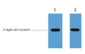 Flag-Tag Polyclonal Antibody
