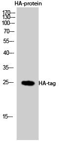 HA-tag Polyclonal Antibody