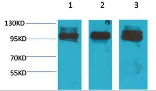 STAT2 Polyclonal Antibody
