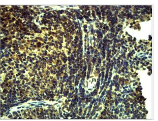 TLR8 Polyclonal Antibody