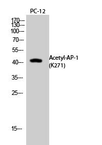 AP-1 (Acetyl Lys271) Polyclonal Antibody