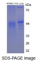 OVA Conjugated Adrenergic Receptor Beta 2 (ADRb2)