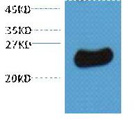 Plant GST Rabbbit Polyclonal Antibody