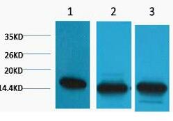 Histone H3 (Di Methyl Lys36) Monoclonal Antibody(1E6)