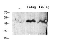 His-tag Polyclonal Antibody