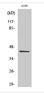 Cleaved-MMP-3 (F100) Polyclonal Antibody