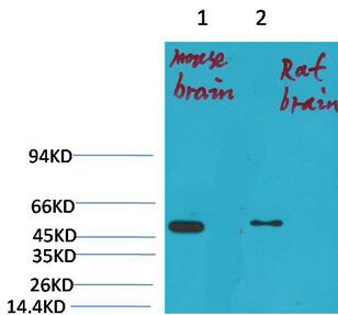 Kv1.1 potassium channel Polyclonal Antibody