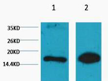 Histone H3 (Mono Methyl Lys9) Monoclonal Antibody(1E8)