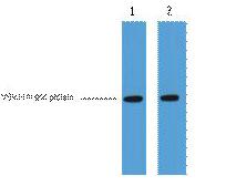 VSV-G-Tag Monoclonal Antibody