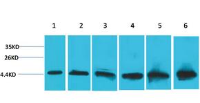 CYCS Monoclonal Antibody