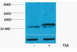 Histone H3 (Acetyl Lys36) Polyclonal Antibody