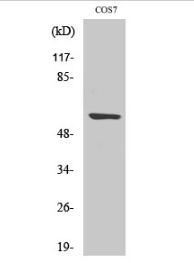 Cleaved-MMP-15 (Y132) Polyclonal Antibody