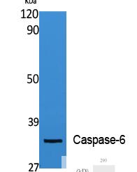 Caspase-6 Polyclonal Antibody