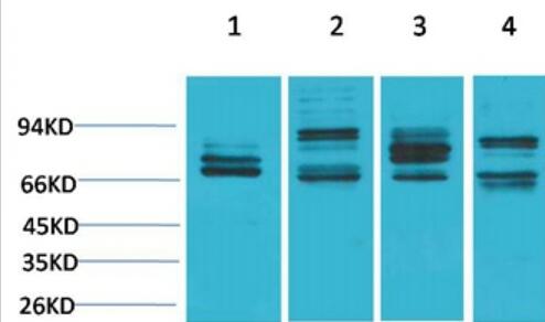 Nrf2 Polyclonal Antibody