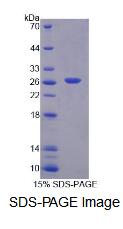 Recombinant Bcl2 Associated Athanogene 1 (BAG1)