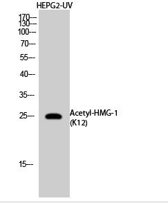 HMG-1 (Acetyl Lys12) Polyclonal Antibody