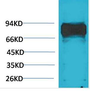 Raf-1 Polyclonal Antibody