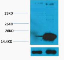 Histone H3 (Acetyl Lys14) Polyclonal Antibody