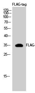 FLAG-tag Polyclonal Antibody