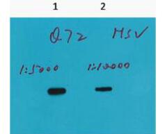 HSV-Tag Monoclonal Antibody