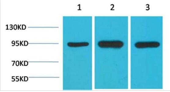 HSP90 α Monoclonal Antibody