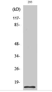 Cleaved-Caspase-7 (S199) Polyclonal Antibody