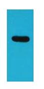 ECFP Polyclonal Antibody