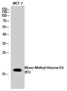 Histone H3 (Mono-Methyl-Lys5) Polyclonal Antibody
