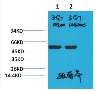 Rubisco (Large Chain) Monoclonal Antibody