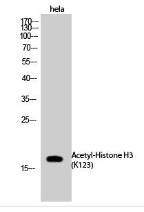 Histone H3 (Acetyl Lys123) Polyclonal Antibody