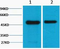 Flotillin-1 Monoclonal Antibody