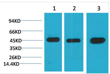 MEK2 Monoclonal Antibody