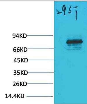 Stat3 Polyclonal Antibody