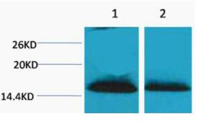 Histone H1 (Di Methyl Lys25) Polyclonal Antibody